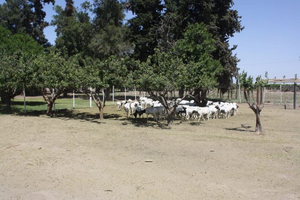 Muchos animales de corral fueron adoptados y llevados a lugares en donde los cuidan y les dan las atenciones necesarias. Gentileza Gobierno de Mendoza