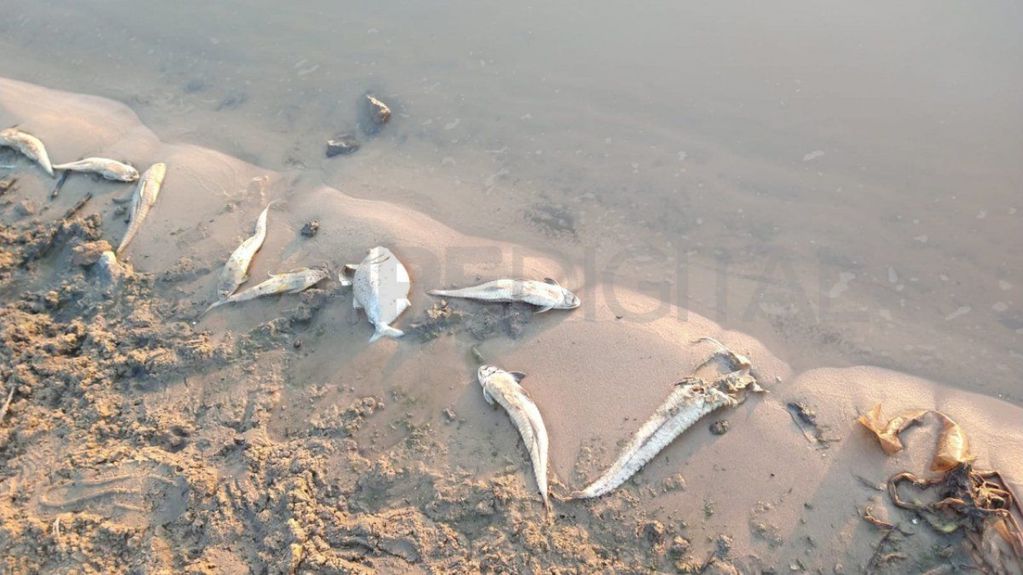 Aún no se conocen las causas, pero la muerte de las especies puede estar ligada a las altas temperaturas y la baja del río.