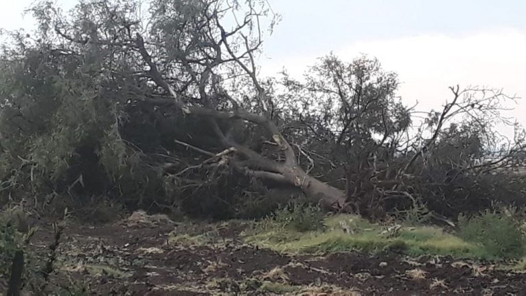Tornado en el norte de Córdoba (Sociedad Rural de Jesús María)