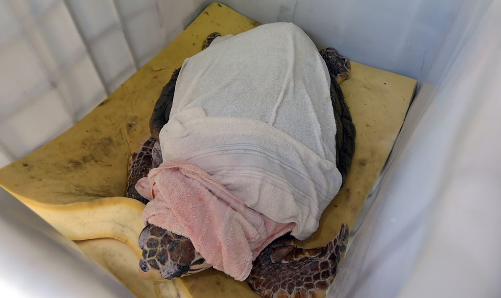 Tras 38 años en cautiverio,trasladaron del Acuario Municipal de Mendoza, al tortugo “Jorge”, en vuelo privado hacia el Centro de Rehabilitación de Fauna Marina (CRFM) del Aquarim, en la ciudad de Mar del Plata.
Foto: Orlando Pelichotti