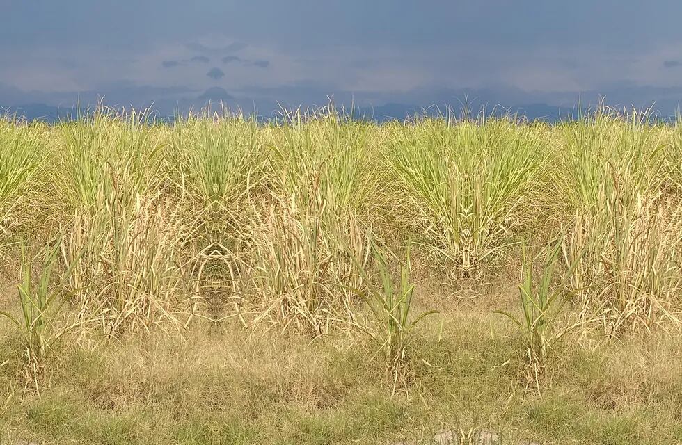 Entidades del sector productivo de Jujuy gestionan medidas que permitan paliar los serios perjuicios provocados en los campos por la prolongada sequía.