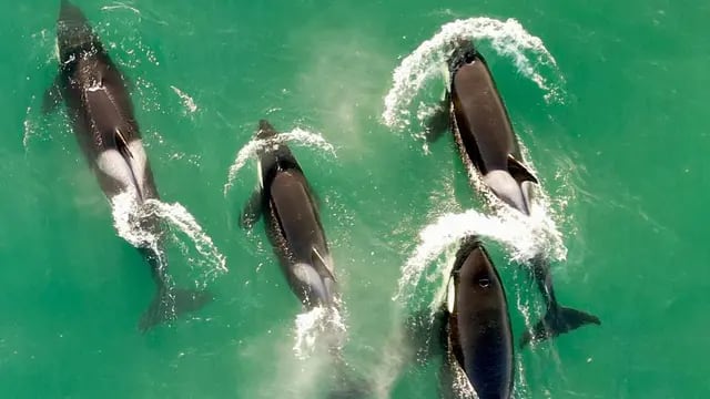orcas baile chubut