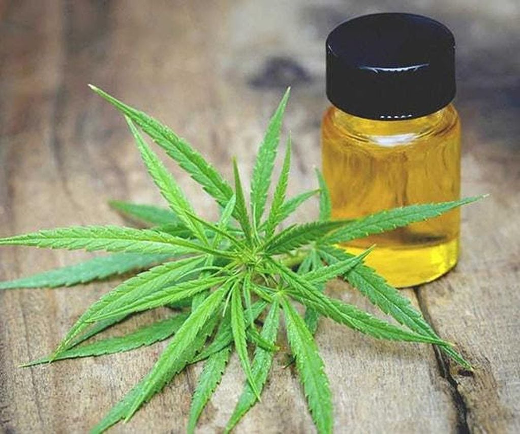 Uso Medicinal de la Planta de Cannabis.