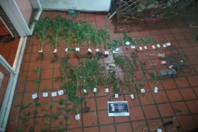Encuentran 54 plantines de marihuana en una casa en Salta