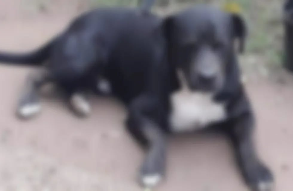 El perrito de Villa del Totoral que llegó con un cuchillo clavado en el lomo. (TN y La Gente)