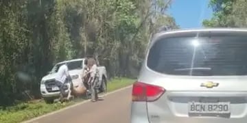 Una corzuela fue atropellada en Puerto Iguazú