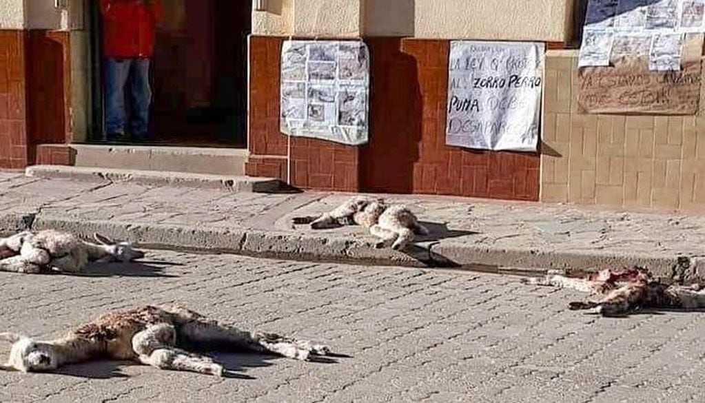 Jujuy: una jauría de perros mató 200 llamas y los criadores quieren venganza.