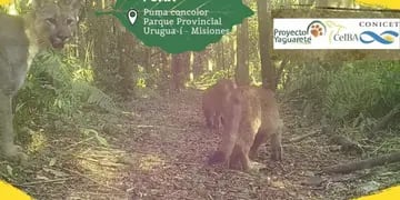 Parque Provincial Urugua-í: un puma y sus crías fueron registradas por cámaras. Foto: Red Yaguareté