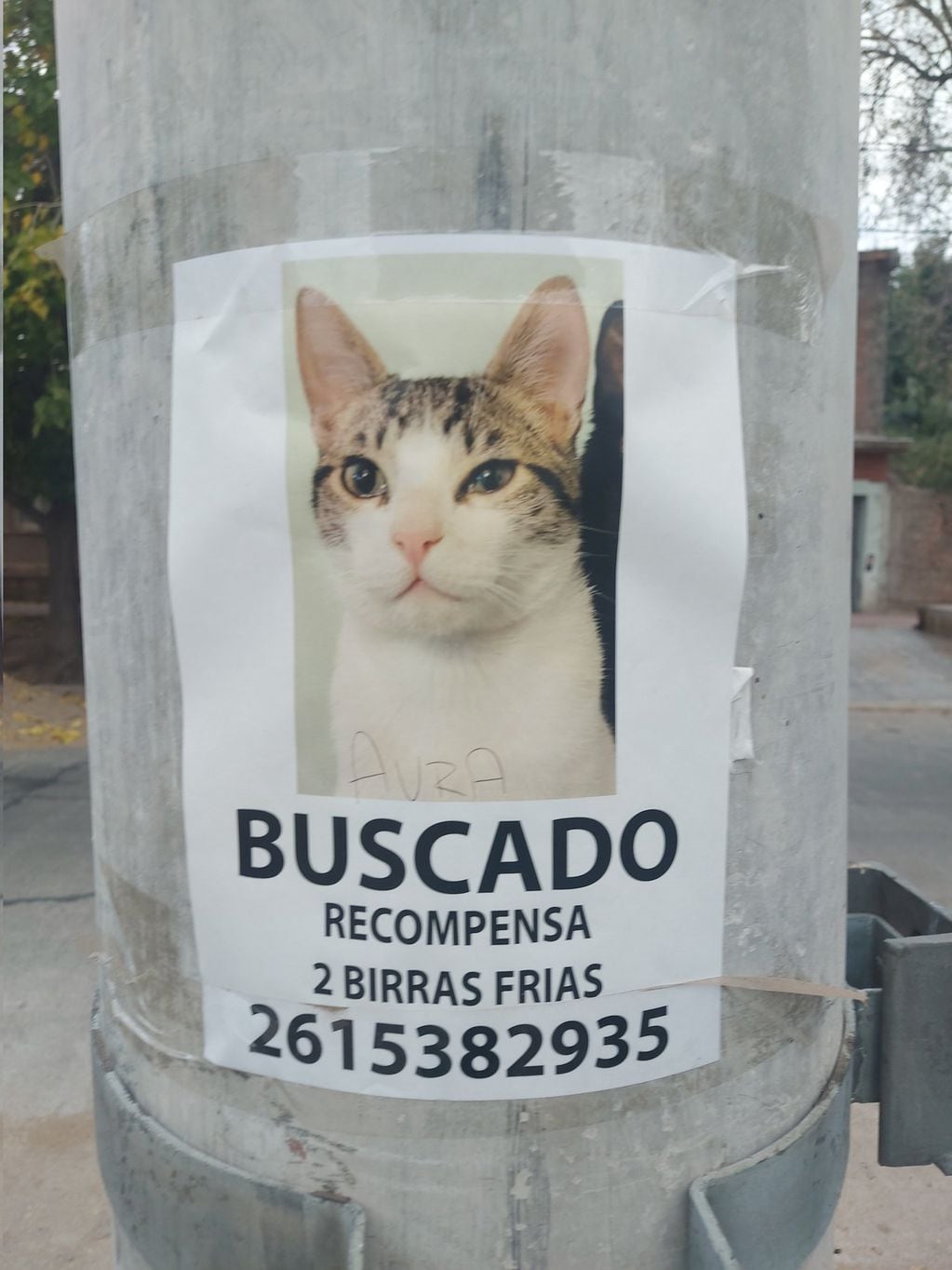 Su mascota lleva un mes perdida en el barrio Bancario, de Godoy Cruz. Un vecino vio la simpática recompensa ofrecida y la compartió en redes sociales.