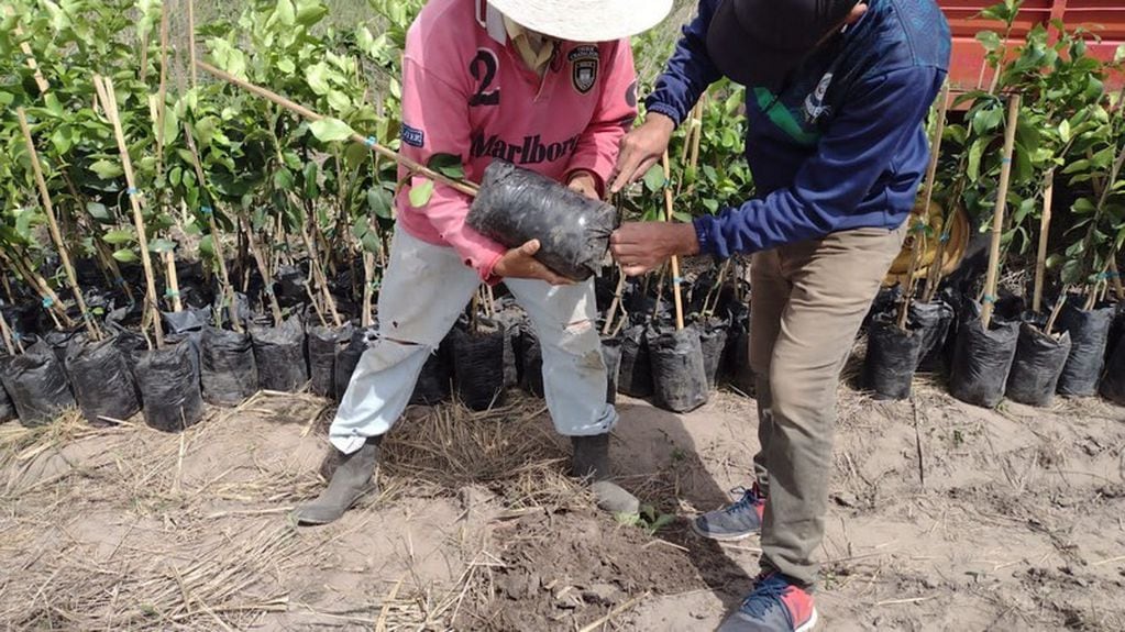 Esta nueva distribución, que se intensifica en este período de primavera por ser el más conveniente para realizar la plantación.