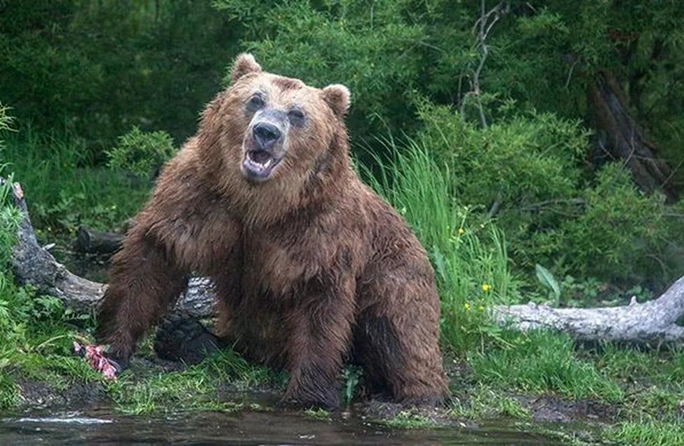 Rusia: un hombre con la columna fracturada sobrevivió un mes atrapado en la guarida de un oso (Foto: web)