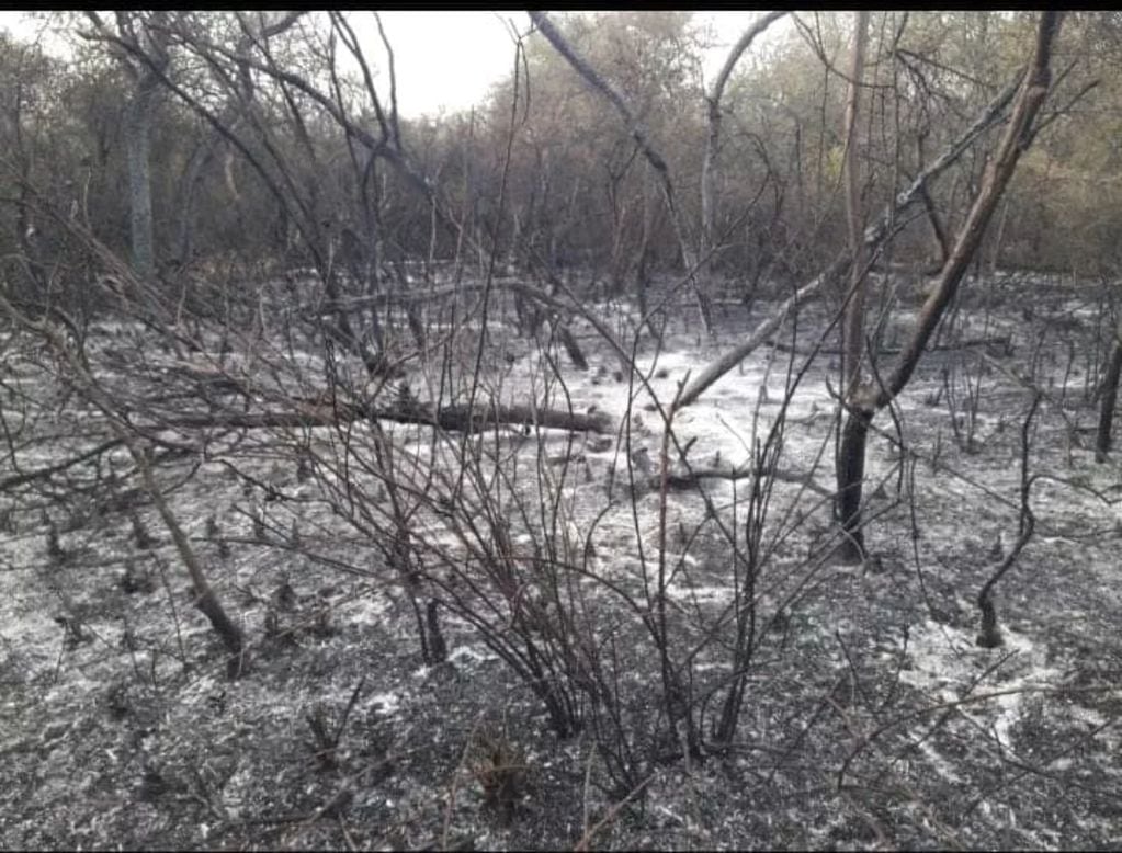 Los incendios en Salta afectan kilómetros de bosque nativo.