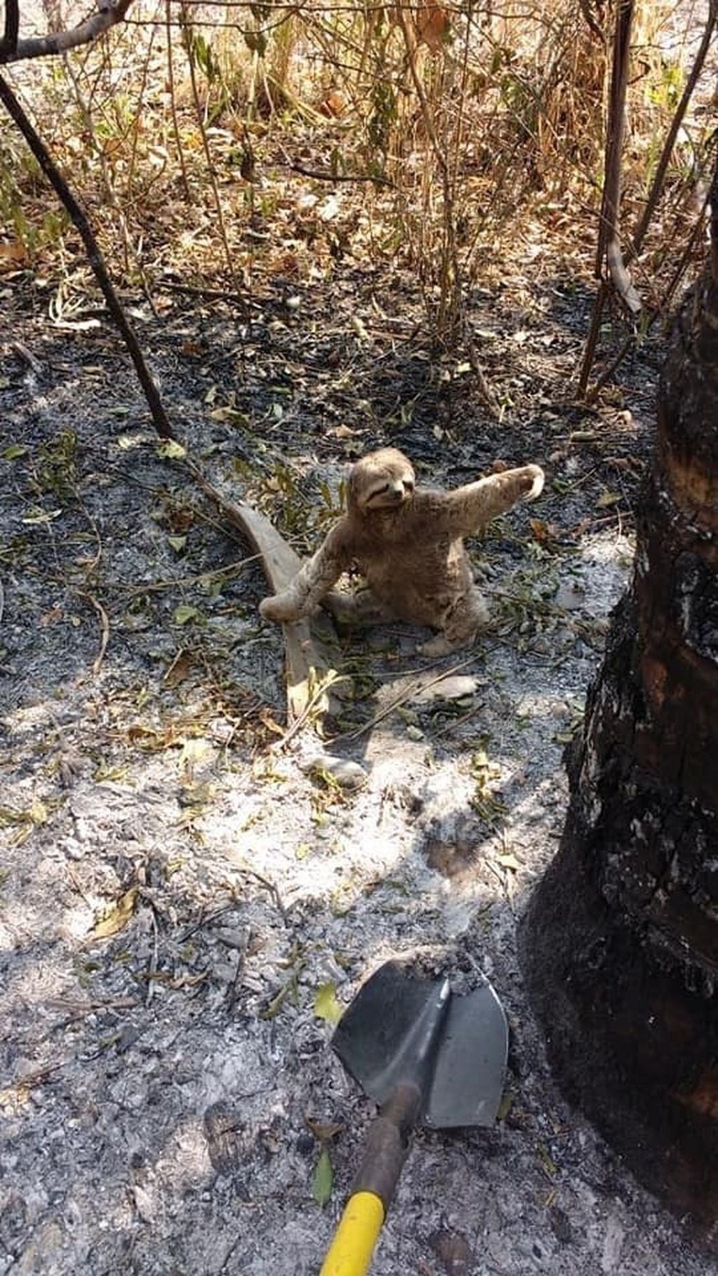 El pequeño animal sobreviviente al fuego, pudo ser socorrido. A su alrededor, cenizas y devastación.
