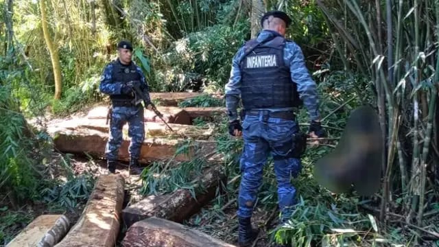La policía evitó el robo de madera nativa en la Biosfera del Yabotí
