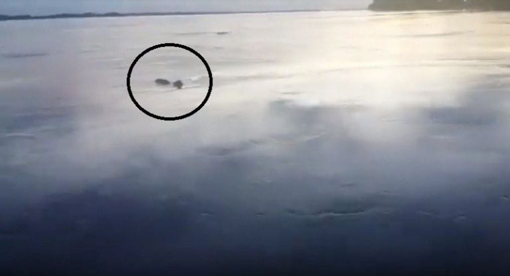 Un Puma nadando en el Río Paraná sobre la costa de la localidad de Itatí