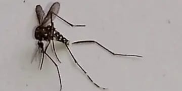 Mosquito transmisor del dengue
