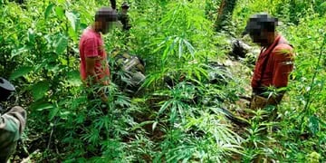 Hallaron una plantación de marihuana en plena selva misionera