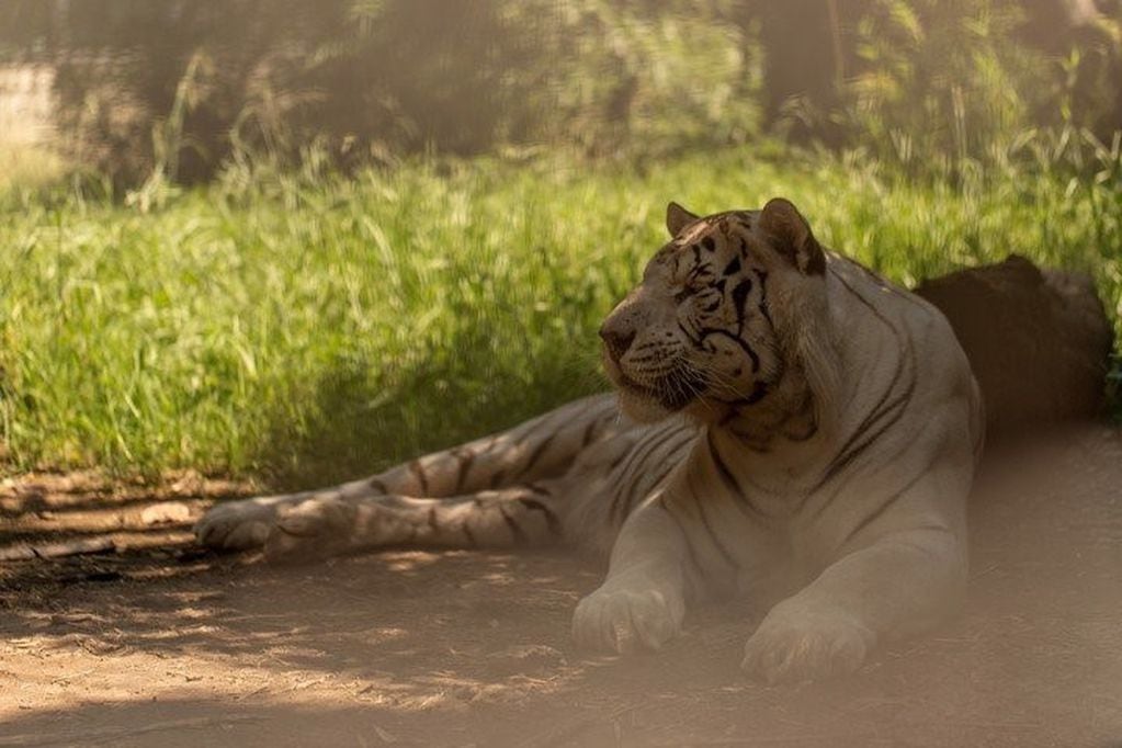 Los tigres blancos del Ecoparque viajan a un santuario en Estados Unidos (Ecoparque)