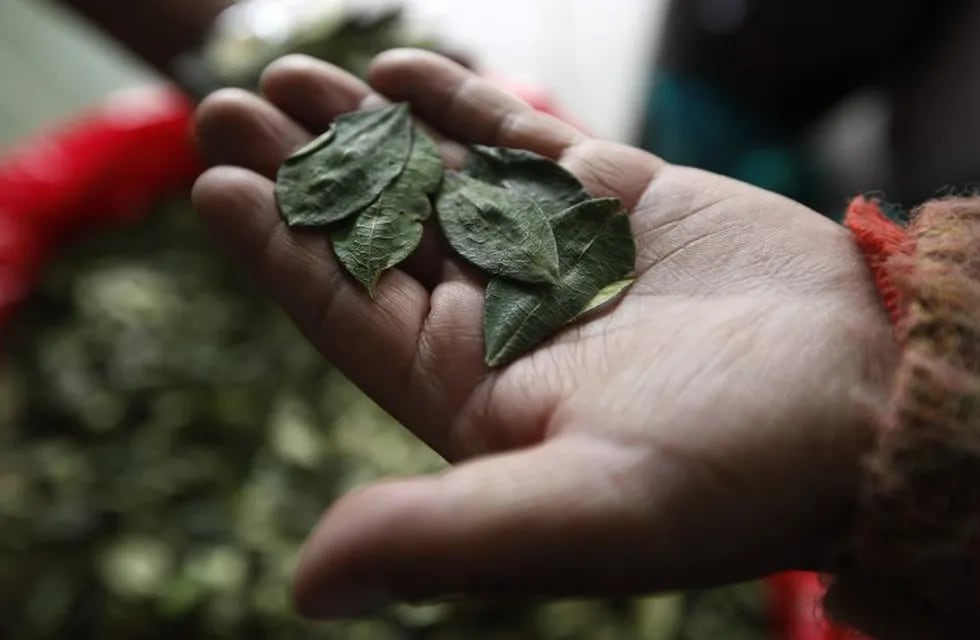Investigan si las hojas incautadas tenían como destino la producción de cocaína.