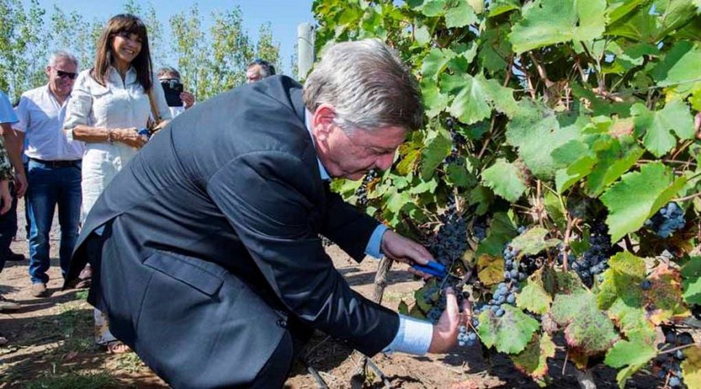 El gobernador participó del simbólico corte de un racimo de uvas (APN)