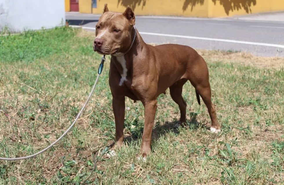 Un perro pitbull mordió a una niña de 13 años, quien debió ser internada en la ciudad de Córdoba.