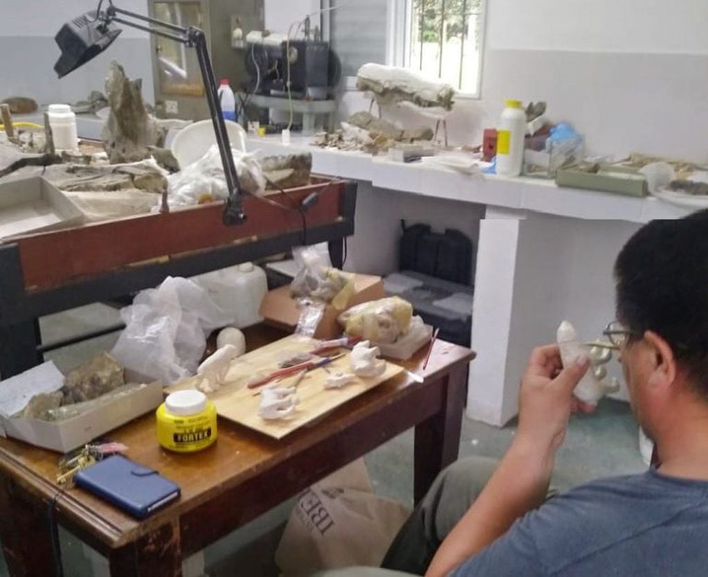 La Colección Paleontológica de la UNNE reúne más de 17.000 fósiles