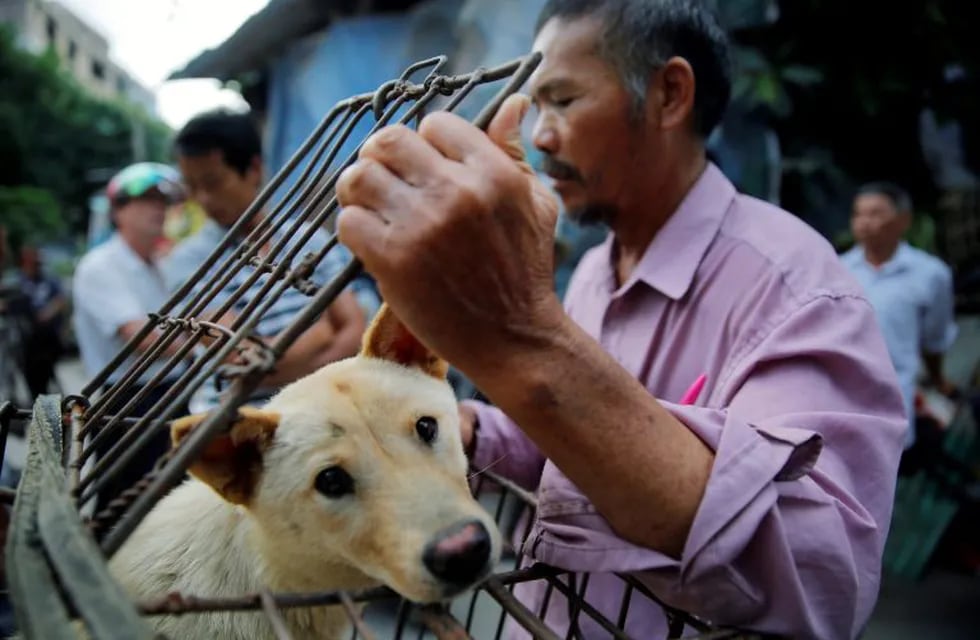 Yulin (China), 20/06/2016.- A vendor waits for buyers as he closes a cage with a dog for sale at a market in Yulin city, southern China's Guangxi province, 20 June 2016. Yulin dog meat festival will fall on 21 June 2016, the day of summer solstice, a day that many local people celebrate by eating dog meat, causing escalating conflicts between activists and dog vendors. EFE/EPA/WU HONG yulin china  Festival de carne de perro festival anual tradicional en el primer dia del solsticio de verano vendedores venden carne de perro en un mercado