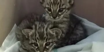 Gatos monteses bebés rescatados en Mendoza