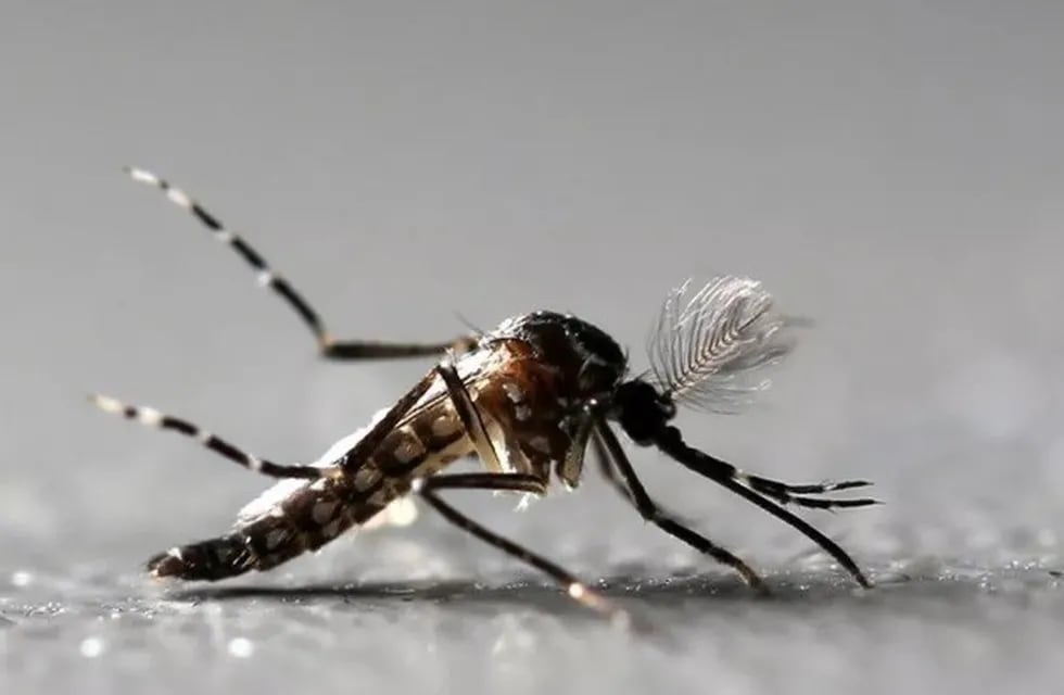 Mosquito transmisor del dengue y la chikungunya. (WEB)