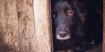 Hecho de maltrato animal se produjo en Candelaria