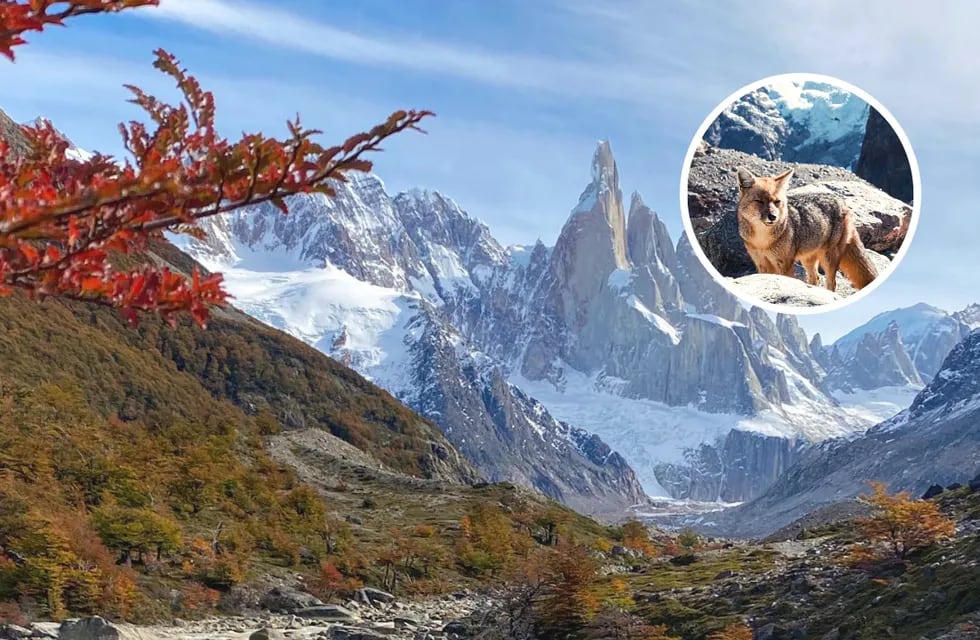 Las fotos del zorro colorado patagónico en El Chaltén se volvieron virales.