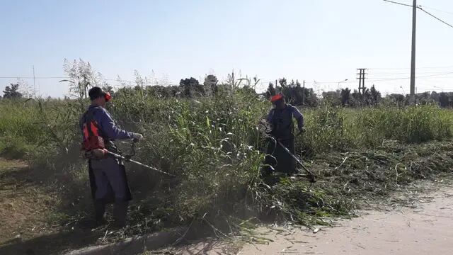 Sigue el desmalezado para evitar alimañas