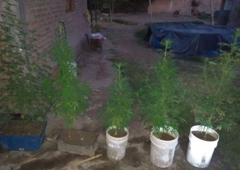 Secuestraron diversas plantas de de marihuana.