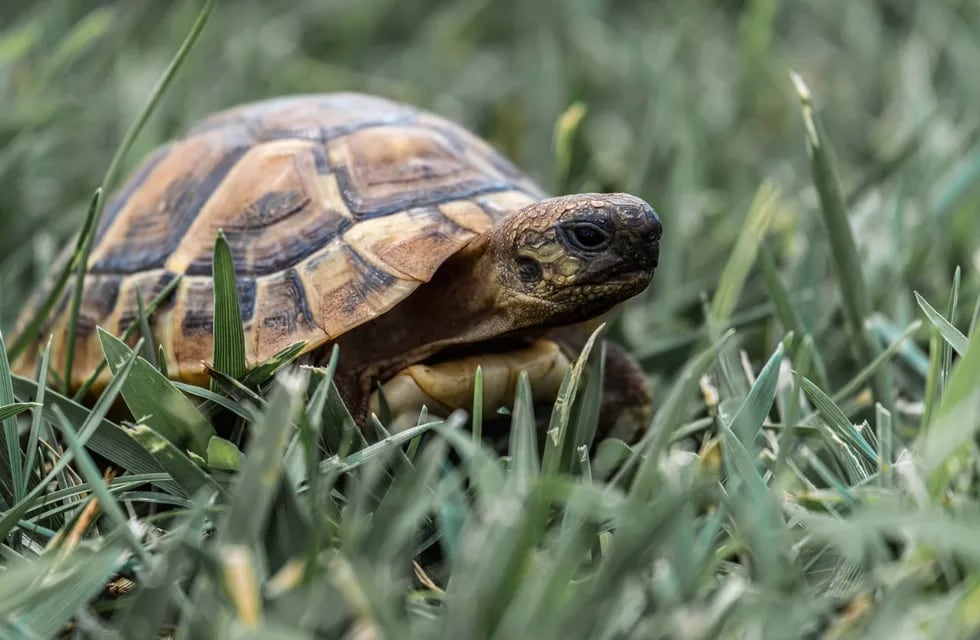 A una familia santafesina se le escapó su tortuga y piden ayuda para encontrarla.