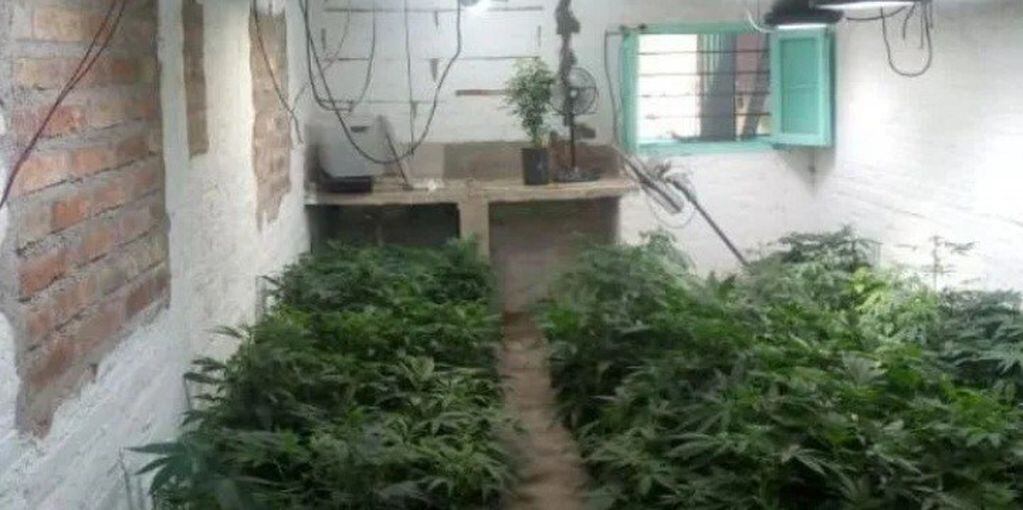 En el interior de una habitación también había cultivo de marihuana.