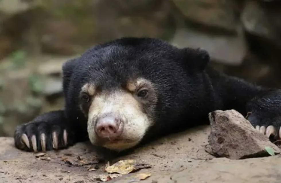 Los osos malayo