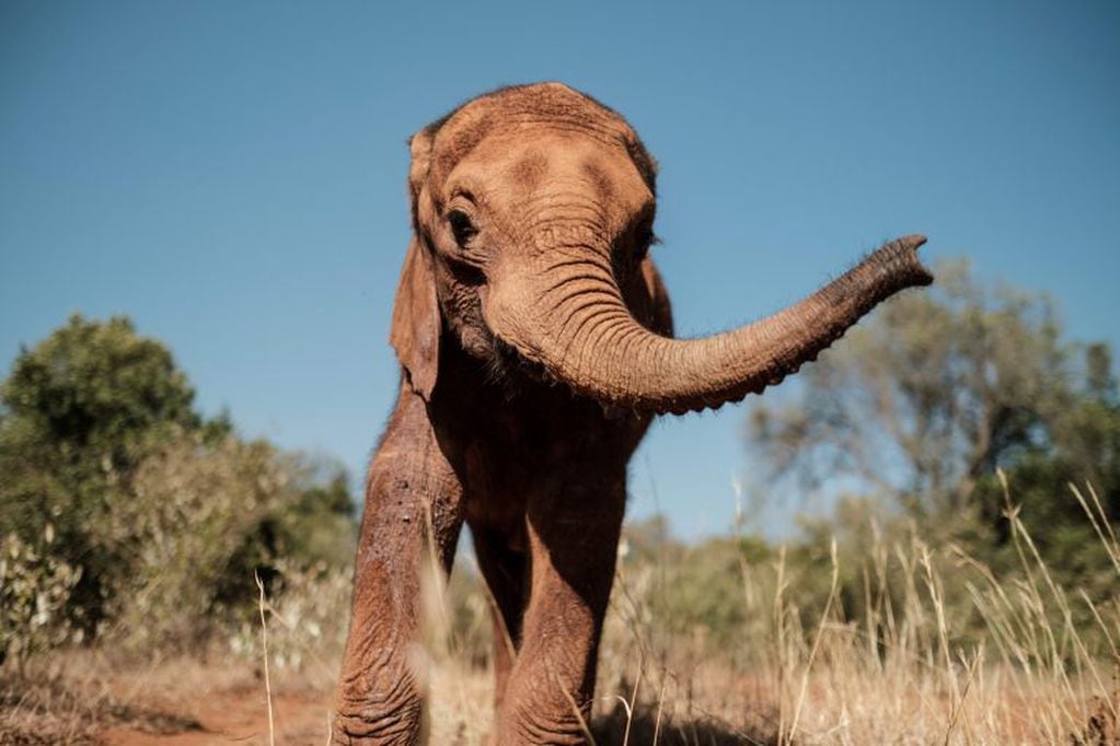 Elefante en Kruger (AFP)
