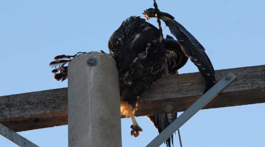 Un ejemplar muerto por electrocución (José Sarasola)