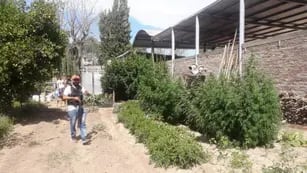 Droga y plantas secuestradas en Maipú