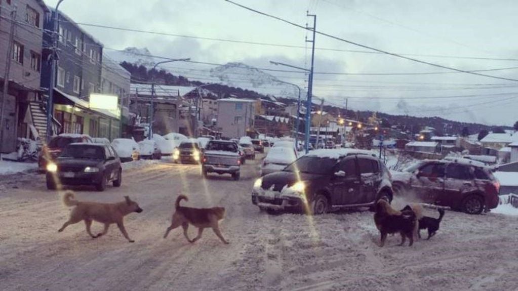 Perros por las calles de Ushuaia un problema de todos