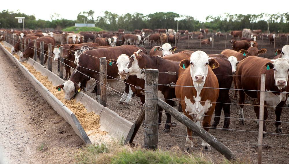 Ramallo, Provincia de Buenos Aires. Vacas en un comedero en feedlot.