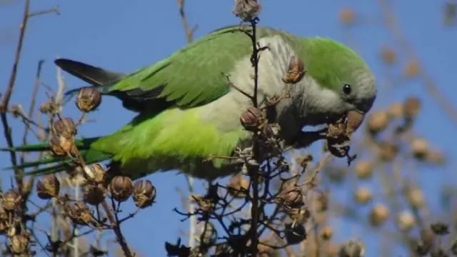 Por la invasión de catas el Iscamen abrió un registro por daños en cultivos agrícolas