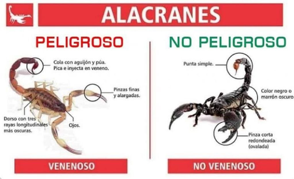 Alacranes - Gualeguaychú