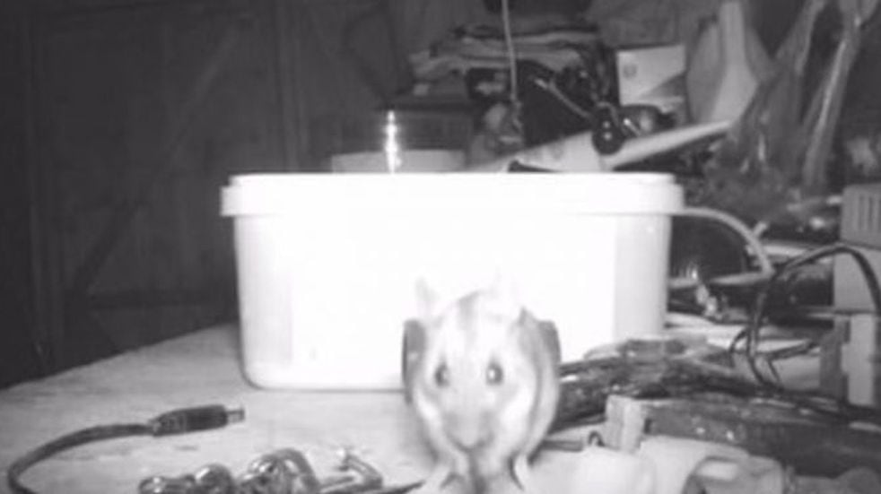 Un ratón ordenaba su taller todas las noches y lo descubrió con una cámara  oculta | Vía País
