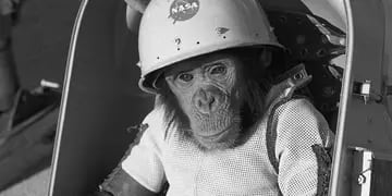 Ham, el chimpancé. Se cumplen 62 años del primer primate en el espacio (AP/Archivo).