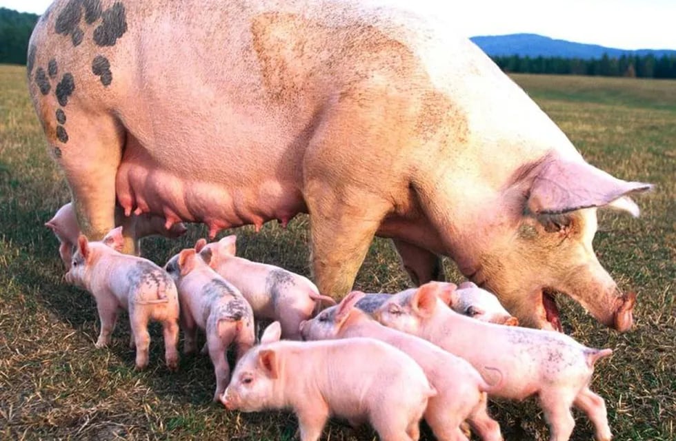 En la región hay gran preocupación por el inminente ingreso de carne porcina desde los Estados Unidos.