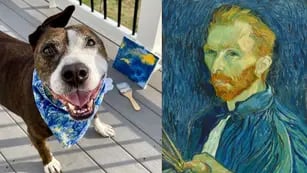 Perrito Van Gogh