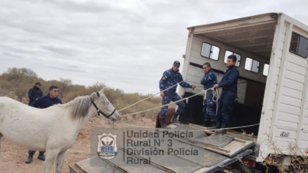 Caballos fueron rescatados de una faena ilegal por la División Policía Rural de San Juan
