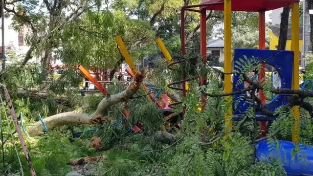 Caída del árbol en Parque Avellaneda.