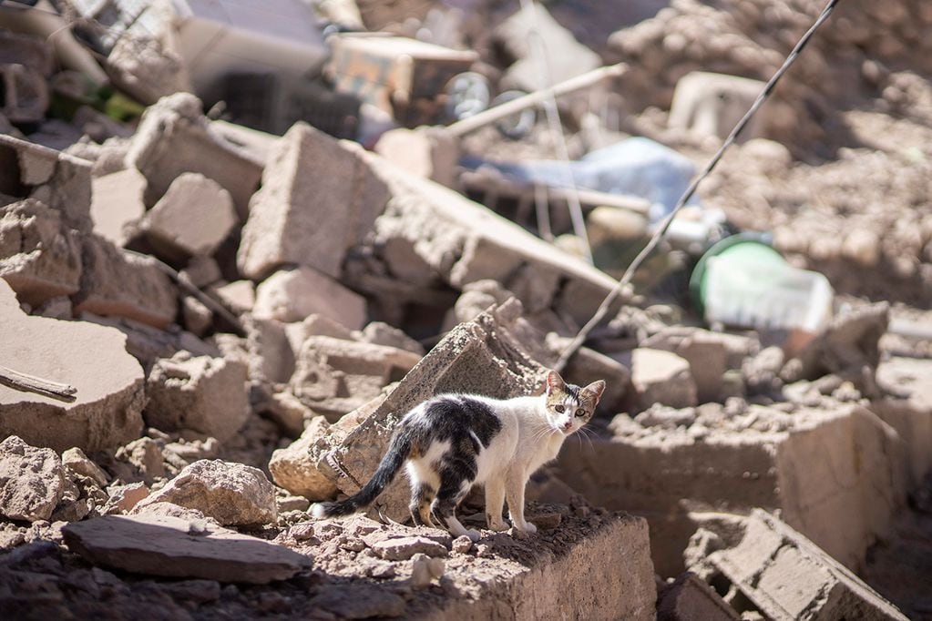 Las víctimas fatales, los heridos y los daños materiales: el panorama que dejó el terremoto en Marruecos del viernes pasado.
